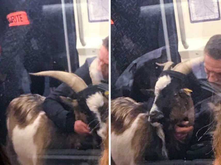 Homem furta bode e tenta fugir pelo metrô