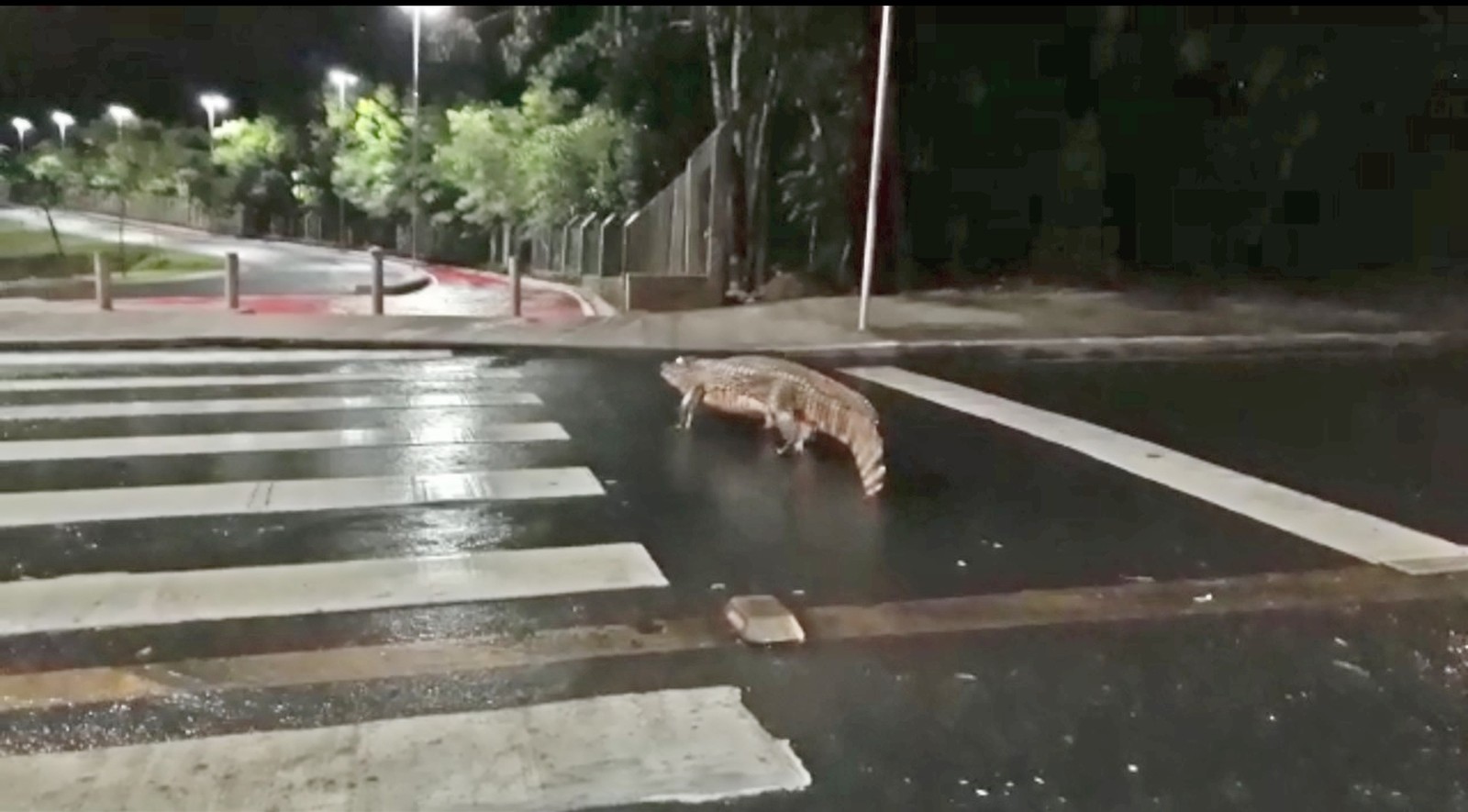 Jacaré atravessa na faixa de pedestres em Cuiabá