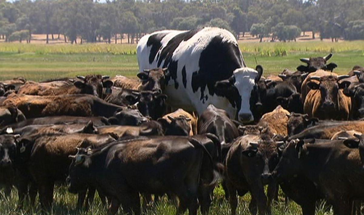 Boi escapa do matadouro por ser grande demais