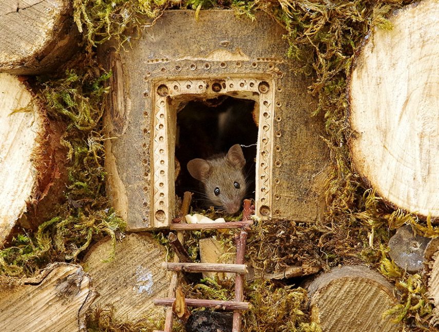 Fotógrafo Simon Dell construiu cidade miniatura para família de ratos