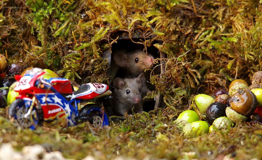 Fotógrafo Simon Dell construiu cidade miniatura para família de ratos