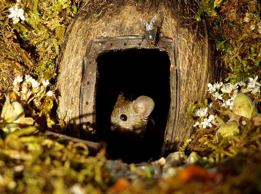 Fotógrafo Simon Dell construiu cidade miniatura para família de ratos