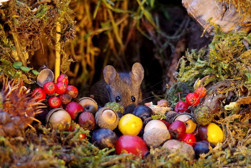 Fotógrafo Simon Dell construiu cidade miniatura para família de ratos