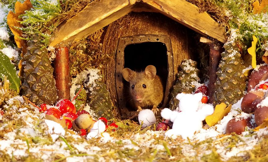 Fotógrafo Simon Dell construiu cidade miniatura para família de ratos