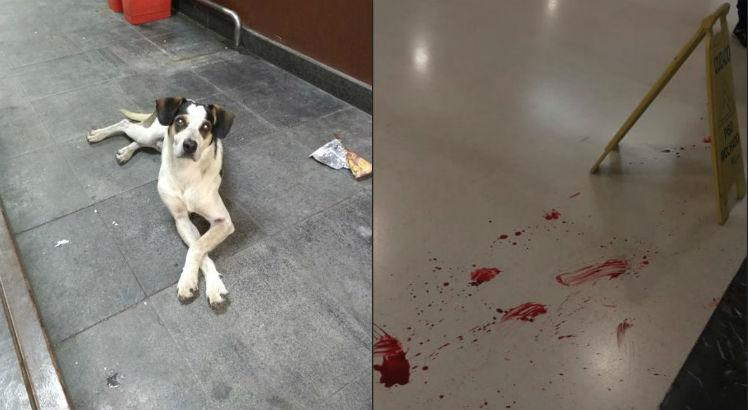 Polícia investiga morte de cachorro em supermercado