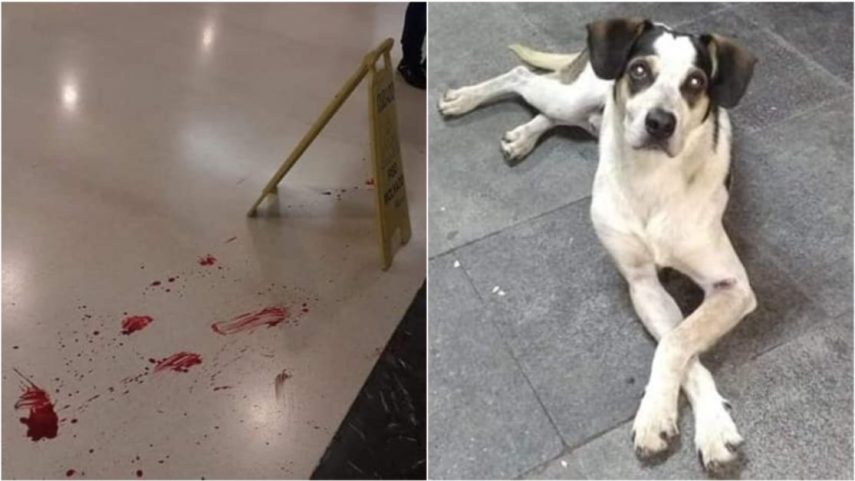 Polícia investiga morte de cachorro em supermercado