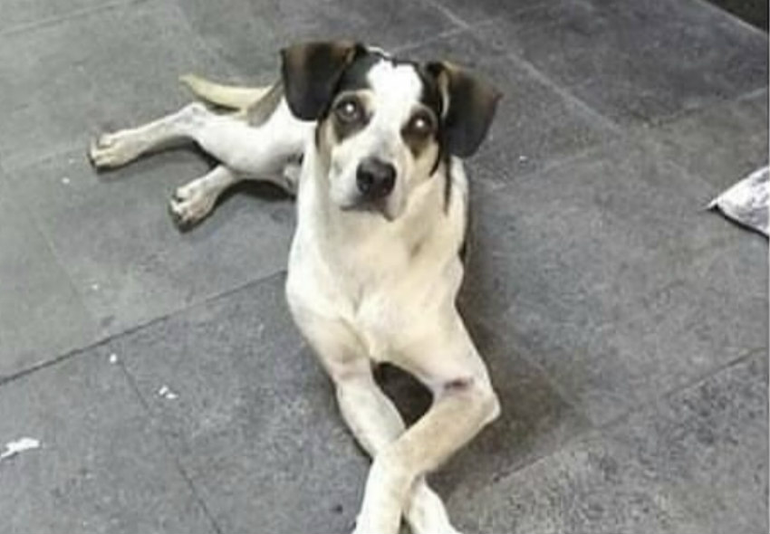 Polícia investiga morte de cachorro em supermercado