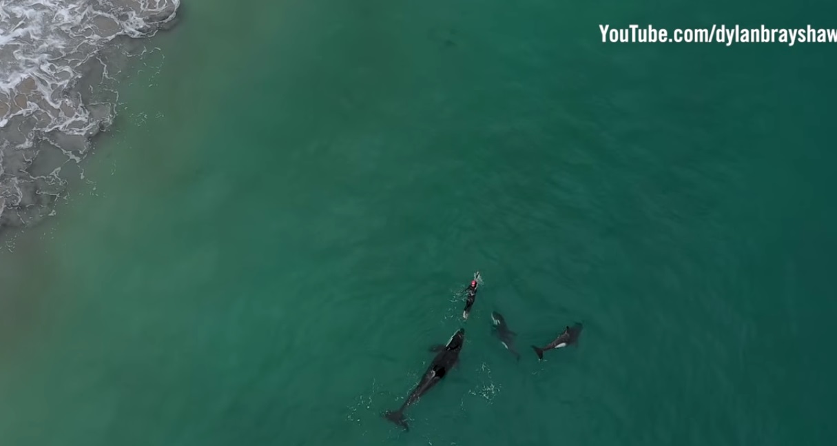 Impressionante! Drone flagra mulher sendo cercada por orcas ao nadar