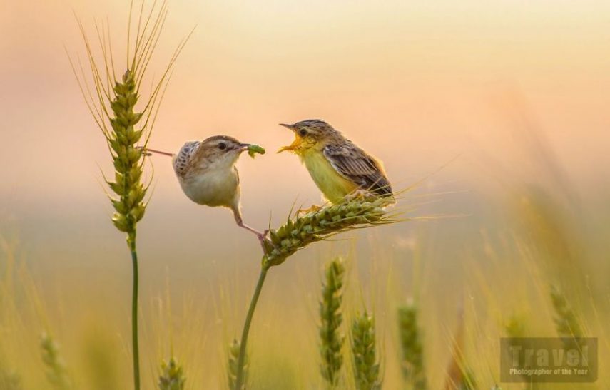 Travel Photographer Of The Year Awards