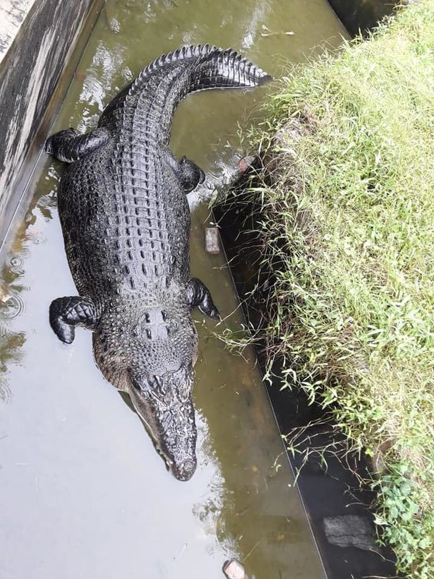 Crocodilo de 5 metros pula cerca e come cientista viva