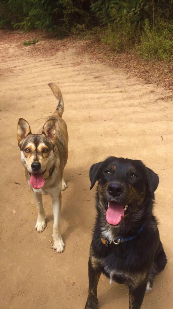 Mulher é atacada por cão e mordida por dona do animal