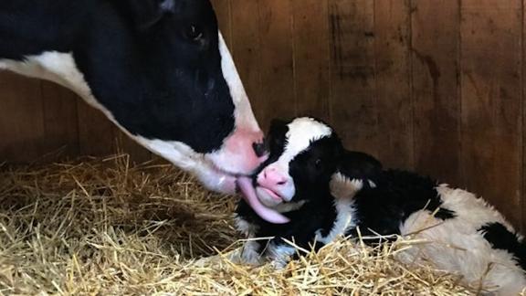 Vaca escapa de caminhão que ia para matadouro e dá à luz