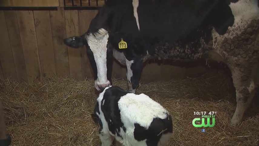 Vaca escapa de caminhão que ia para matadouro e dá à luz