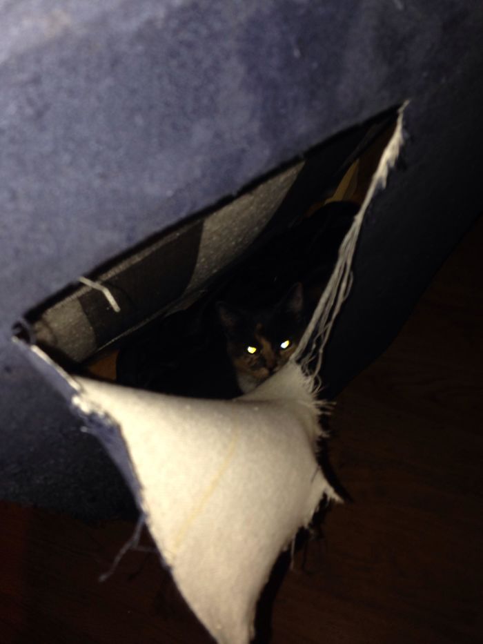 Fotos mais fofas e engraçadas de gatos