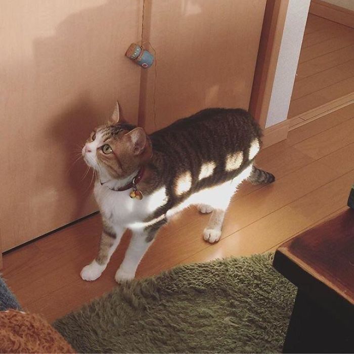 Fotos mais fofas e engraçadas de gatos