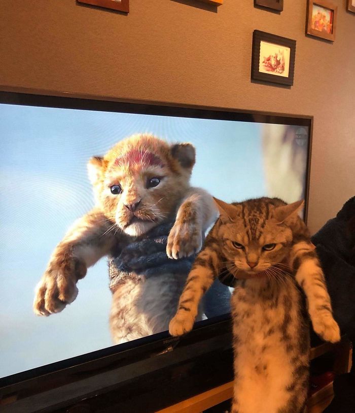 Fotos mais fofas e engraçadas de gatos