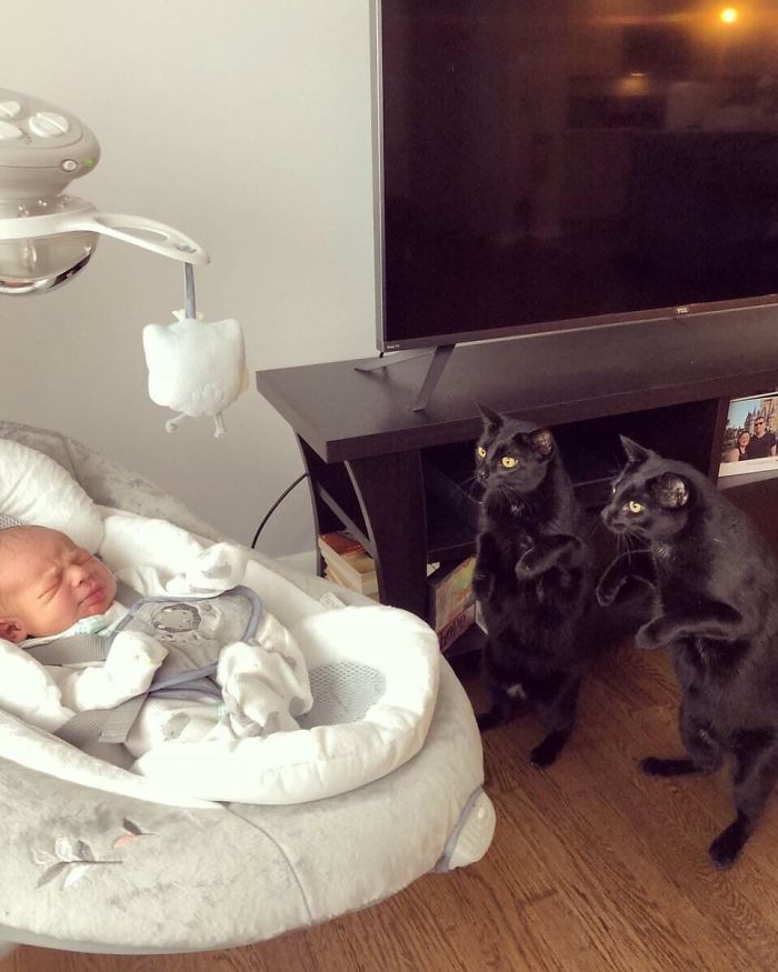 Fotos mais fofas e engraçadas de gatos