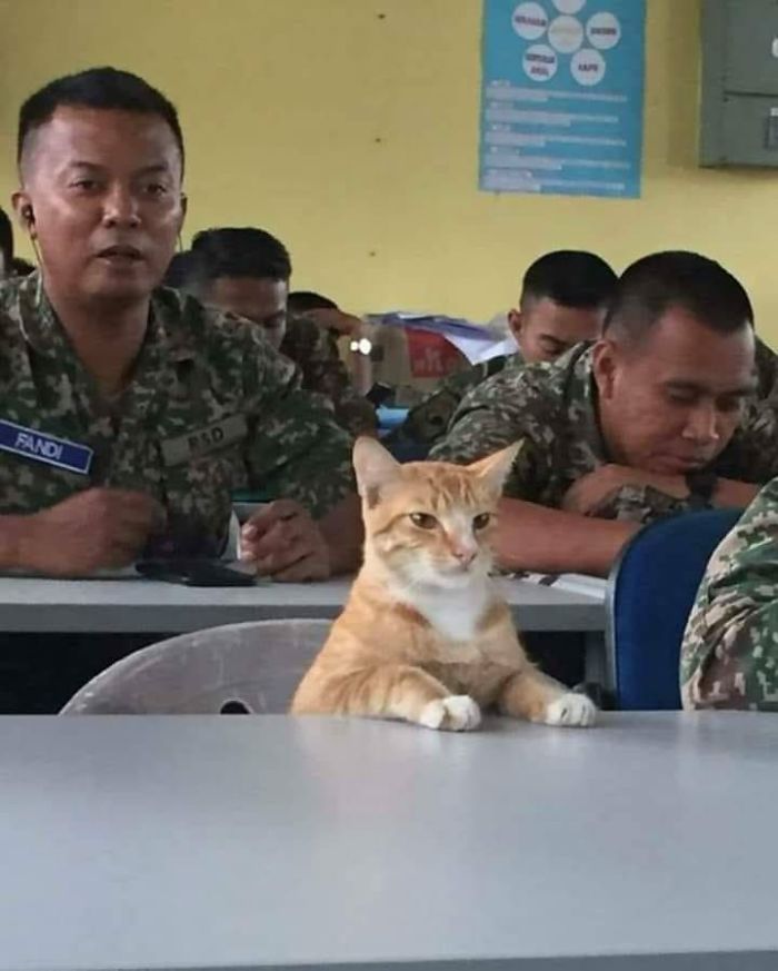 Fotos mais fofas e engraçadas de gatos