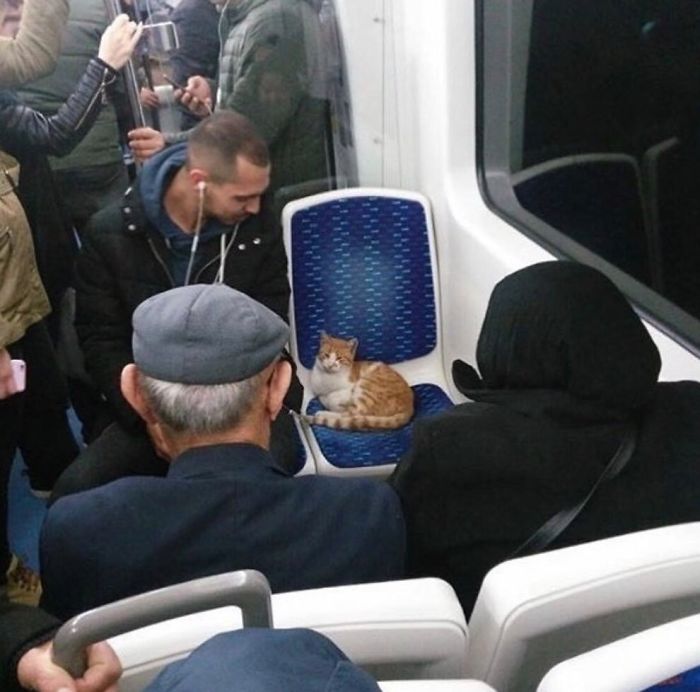 Fotos mais fofas e engraçadas de gatos