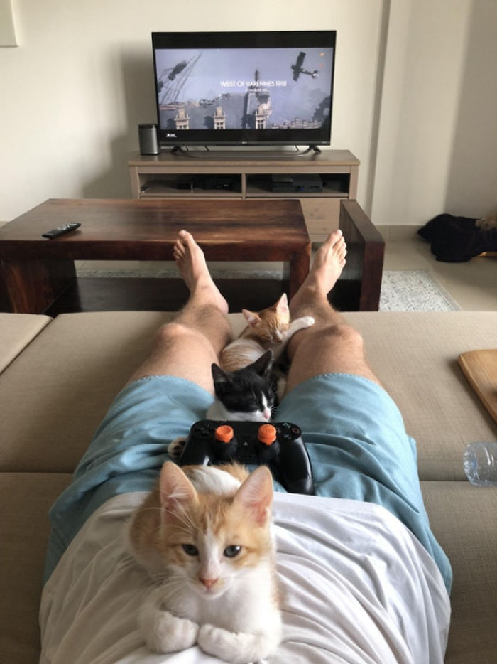 Fotos mais fofas e engraçadas de gatos