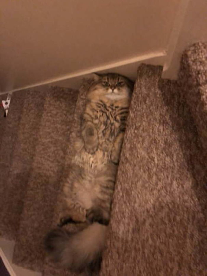 Fotos mais fofas e engraçadas de gatos