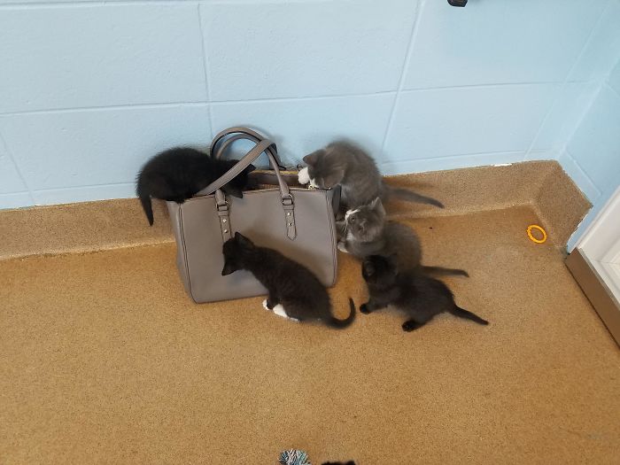 Fotos mais fofas e engraçadas de gatos
