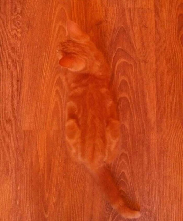 Fotos mais fofas e engraçadas de gatos