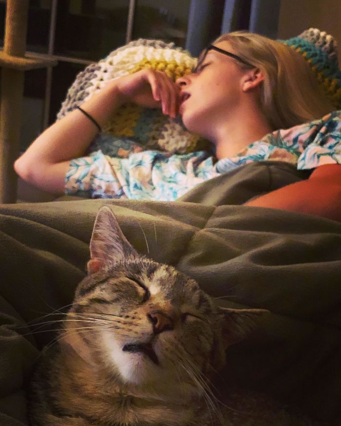 Fotos mais fofas e engraçadas de gatos
