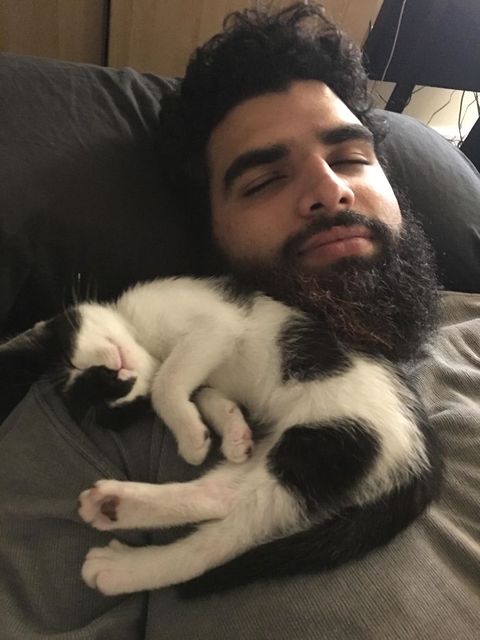 Fotos mais fofas e engraçadas de gatos