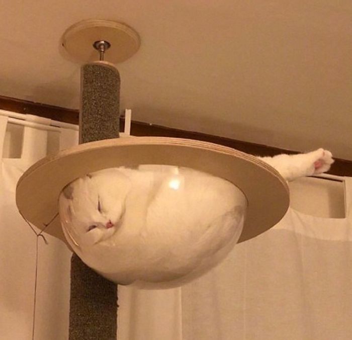 Fotos mais fofas e engraçadas de gatos