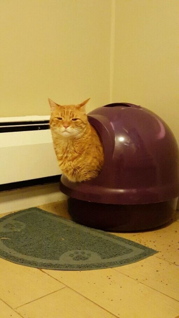 Fotos mais fofas e engraçadas de gatos