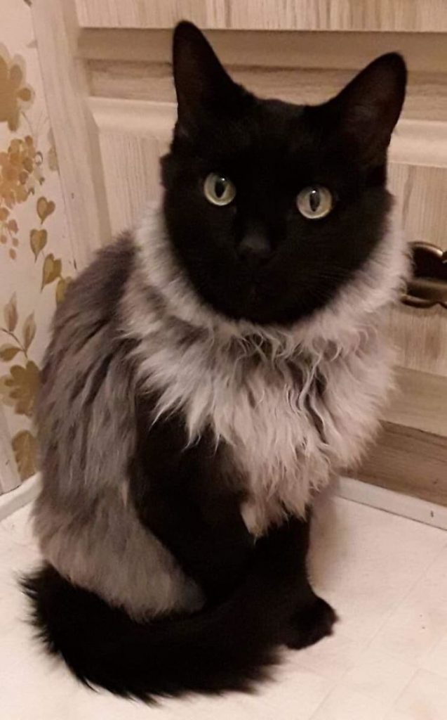 Fotos mais fofas e engraçadas de gatos