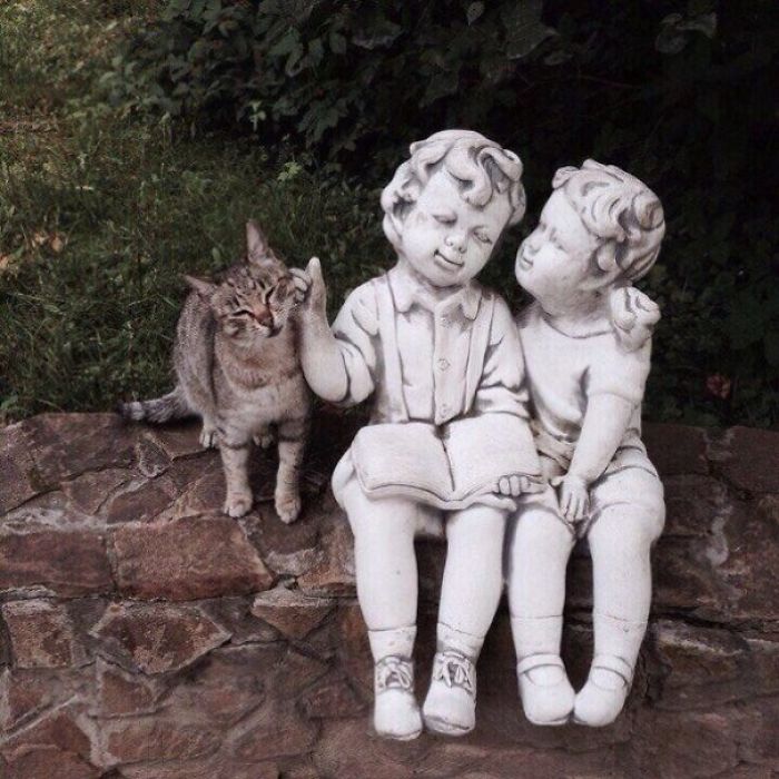 Fotos mais fofas e engraçadas de gatos