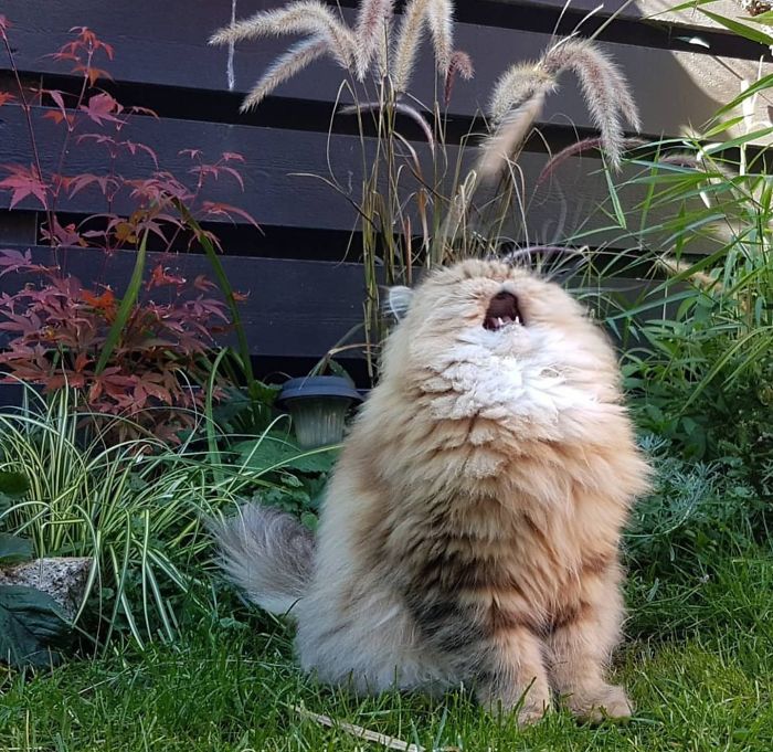 Fotos mais fofas e engraçadas de gatos
