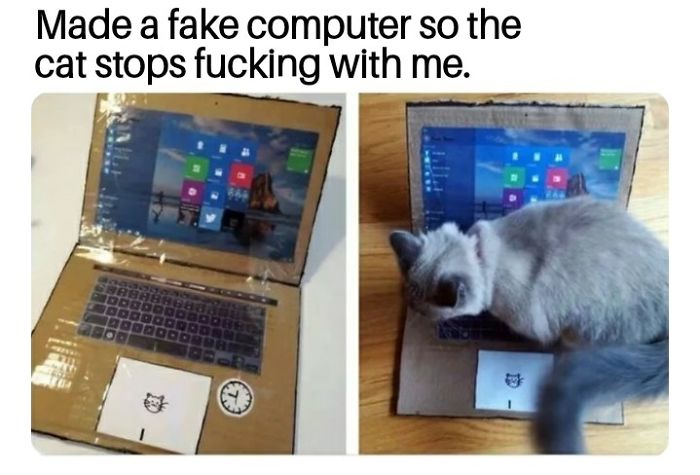 Fotos mais fofas e engraçadas de gatos