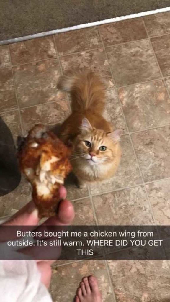 Fotos mais fofas e engraçadas de gatos