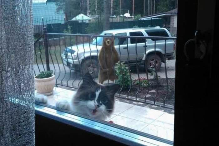 Fotos mais fofas e engraçadas de gatos