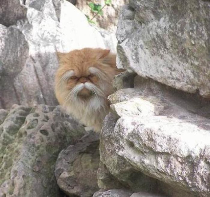 Fotos mais fofas e engraçadas de gatos