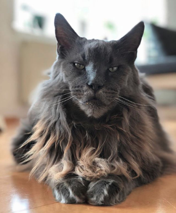 Fotos mais fofas e engraçadas de gatos