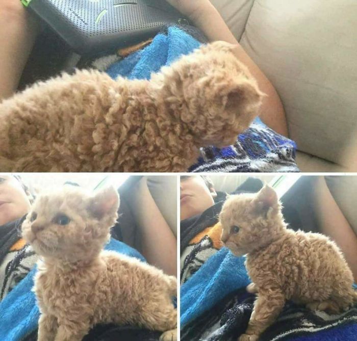 Fotos mais fofas e engraçadas de gatos