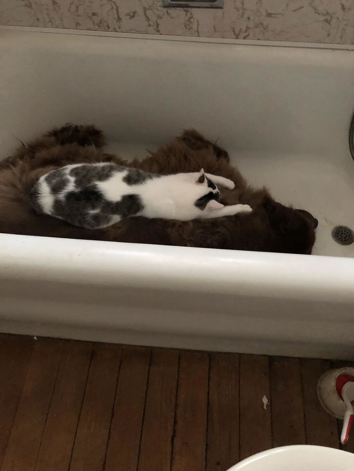 Fotos mais fofas e engraçadas de gatos