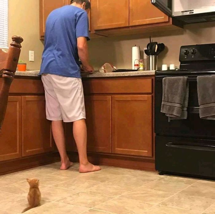 Fotos mais fofas e engraçadas de gatos