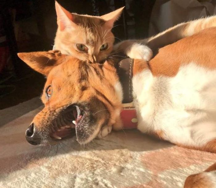 Fotos mais fofas e engraçadas de gatos