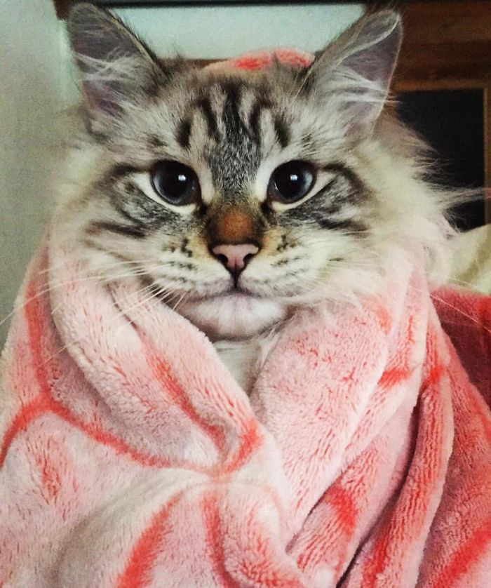 Fotos mais fofas e engraçadas de gatos