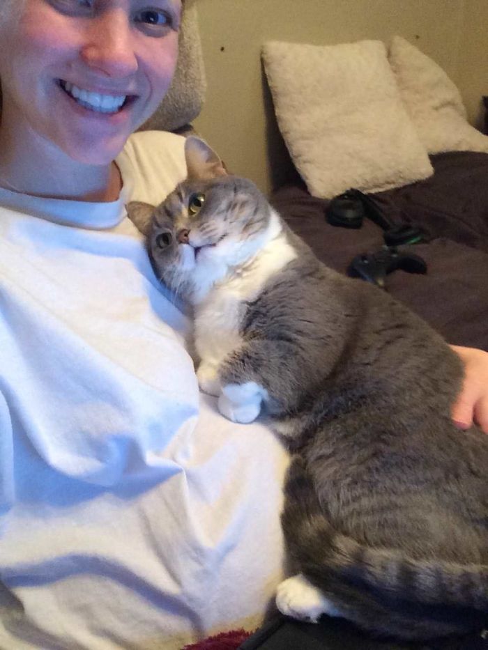 Fotos mais fofas e engraçadas de gatos