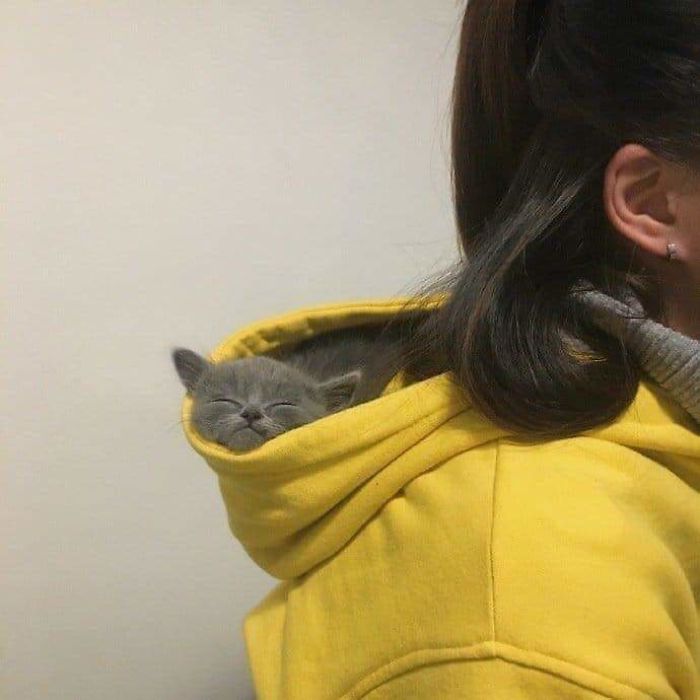Fotos mais fofas e engraçadas de gatos