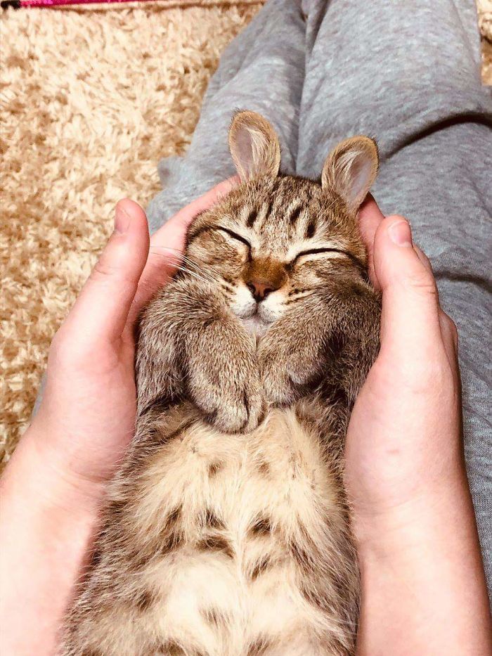 Fotos mais fofas e engraçadas de gatos