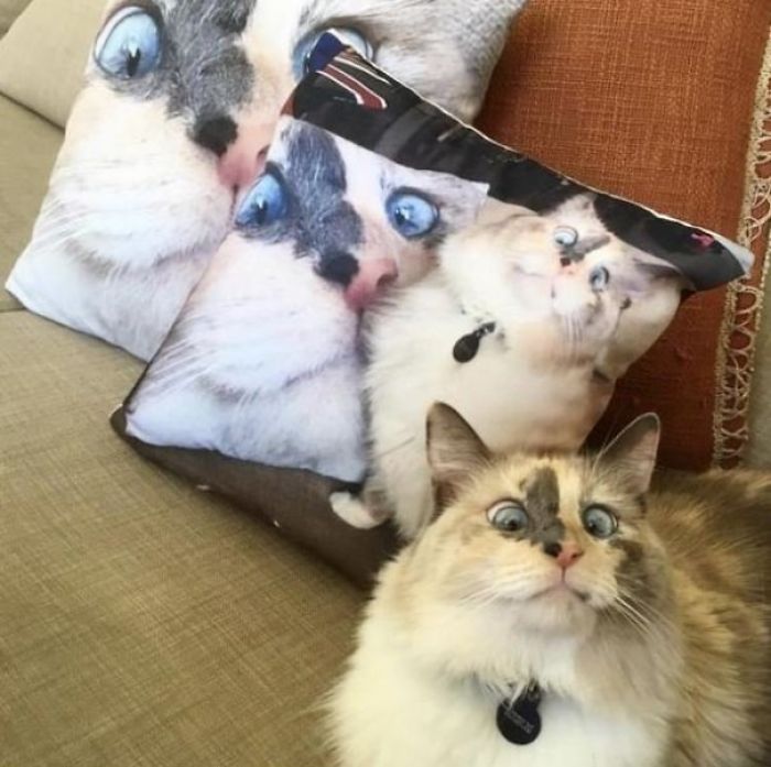 Fotos mais fofas e engraçadas de gatos