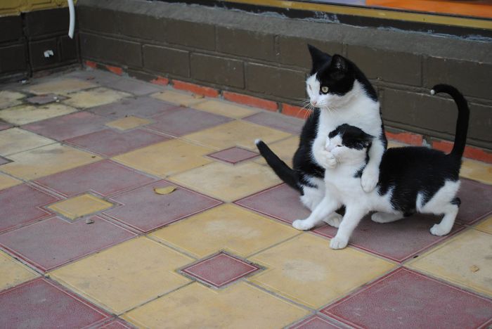 Fotos mais fofas e engraçadas de gatos