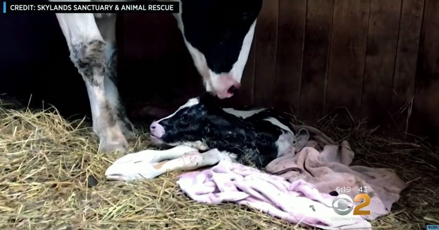 Vaca escapa de caminhão que ia para matadouro e dá à luz